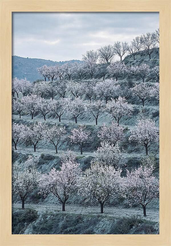 Almond Trees In Bloom