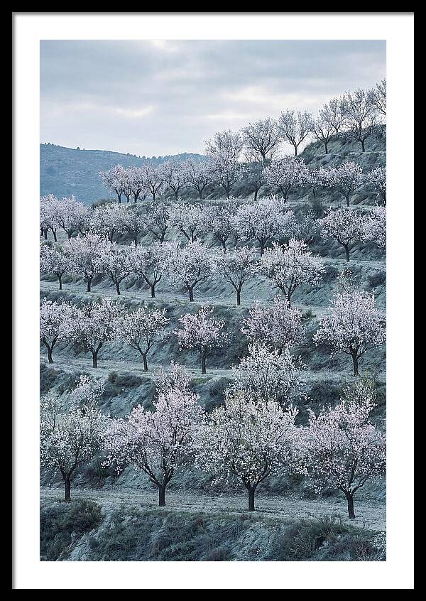 Almond Trees In Bloom