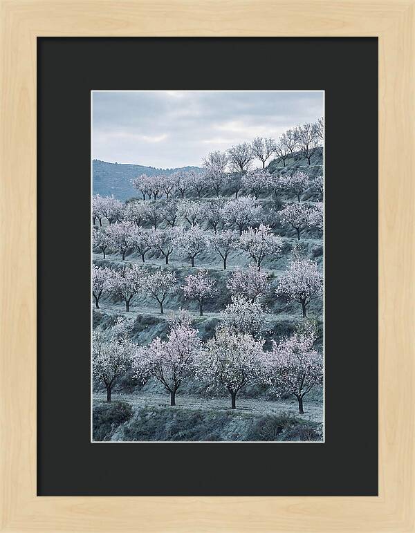 Almond Trees In Bloom