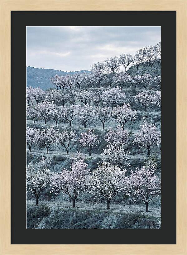Almond Trees In Bloom