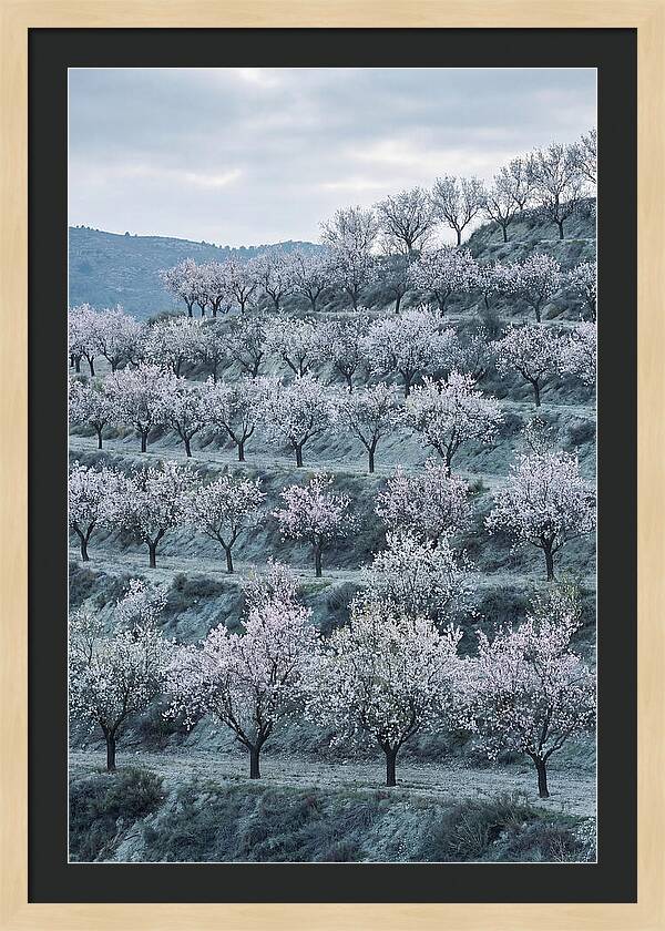 Almond Trees In Bloom