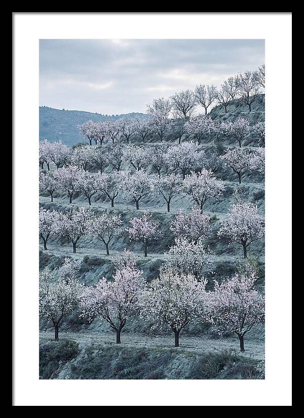 Almond Trees In Bloom