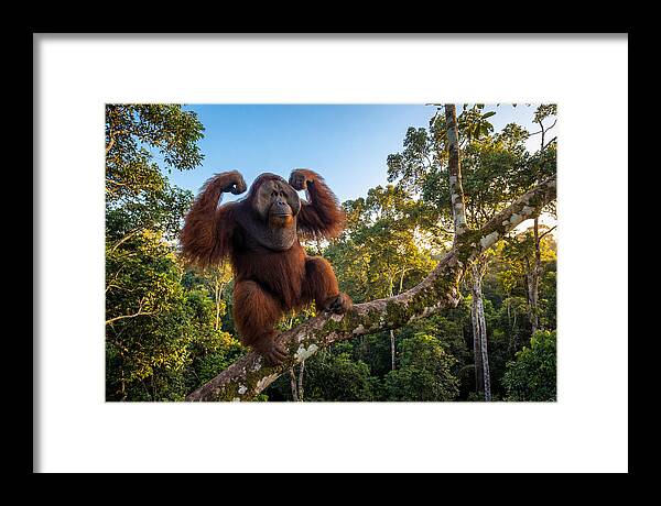 Alpha Male Orangutan In Nature