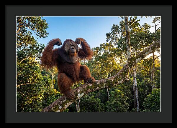 Alpha Male Orangutan In Nature