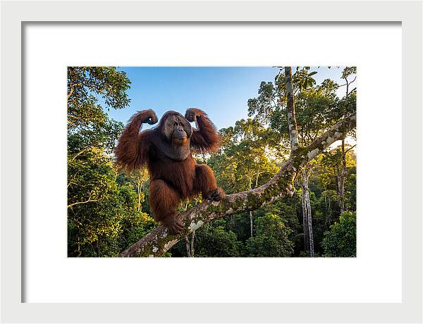 Alpha Male Orangutan In Nature