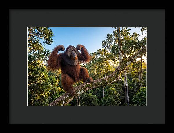 Alpha Male Orangutan In Nature