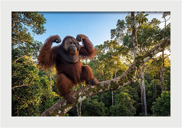 Alpha Male Orangutan In Nature