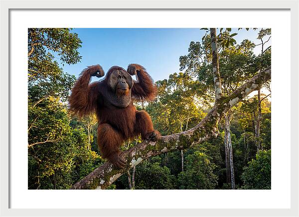 Alpha Male Orangutan In Nature
