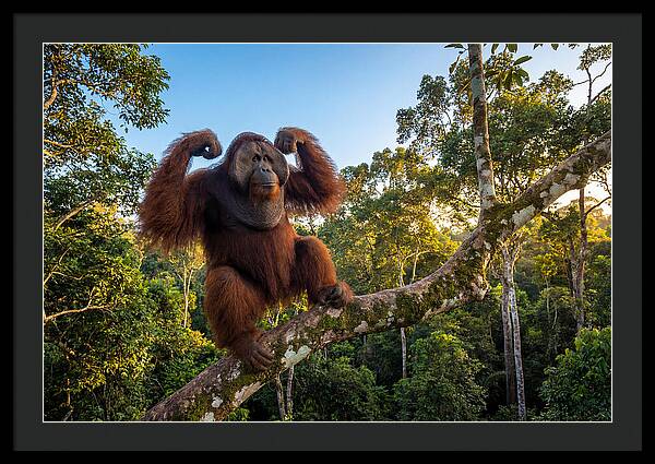 Alpha Male Orangutan In Nature