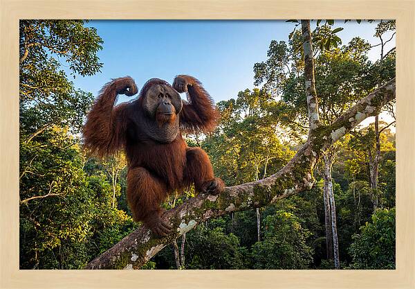 Alpha Male Orangutan In Nature