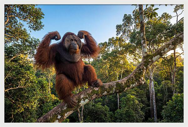 Alpha Male Orangutan In Nature