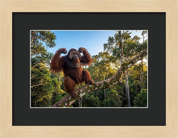 Alpha Male Orangutan In Nature