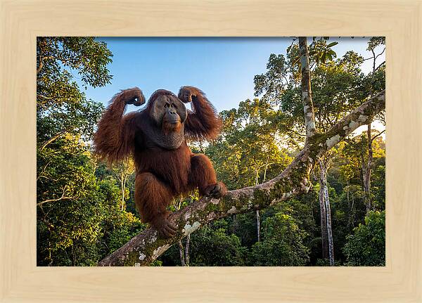 Alpha Male Orangutan In Nature