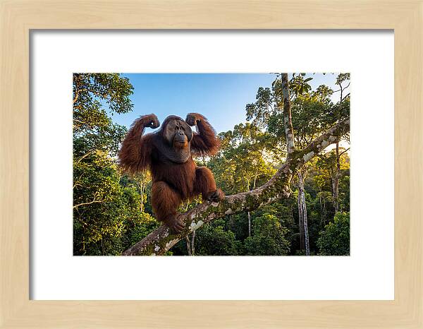 Alpha Male Orangutan In Nature