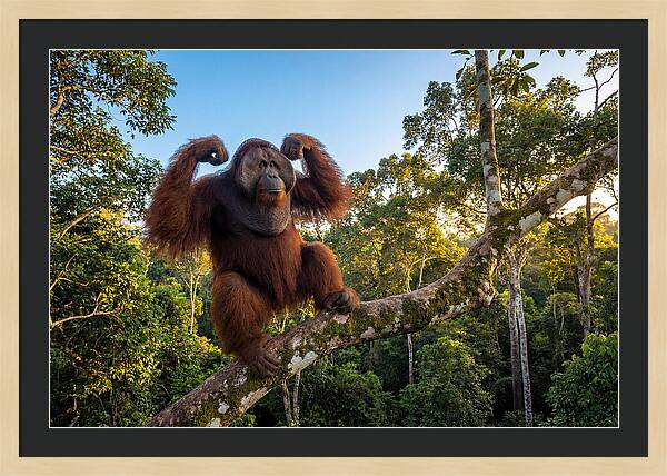 Alpha Male Orangutan In Nature
