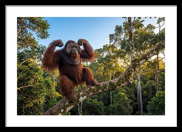 Alpha Male Orangutan In Nature
