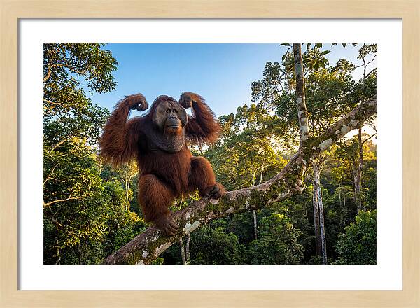 Alpha Male Orangutan In Nature