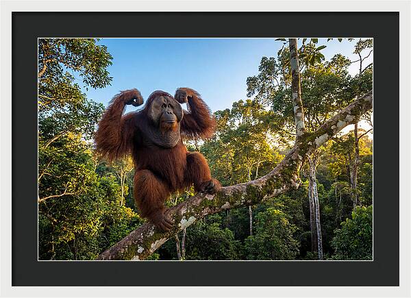 Alpha Male Orangutan In Nature