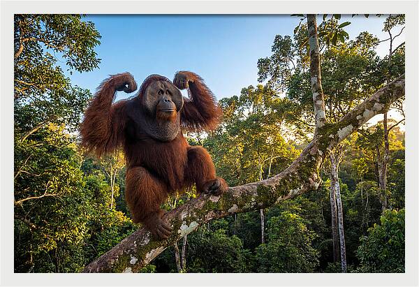 Alpha Male Orangutan In Nature