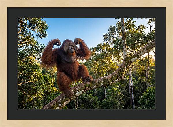 Alpha Male Orangutan In Nature