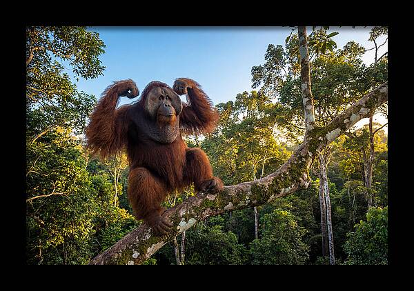 Alpha Male Orangutan In Nature