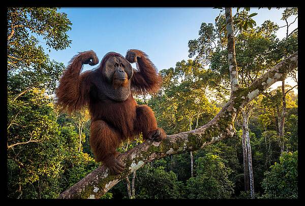 Alpha Male Orangutan In Nature
