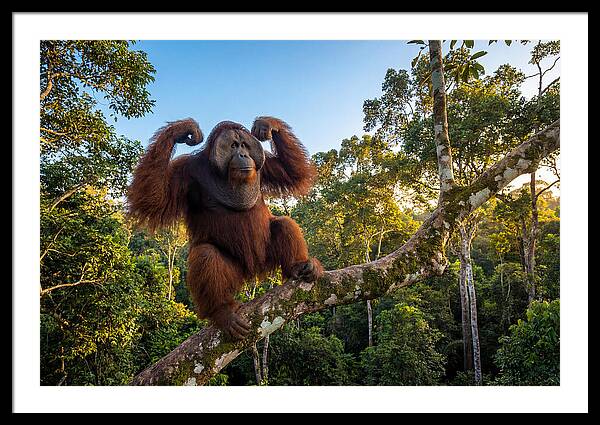 Alpha Male Orangutan In Nature