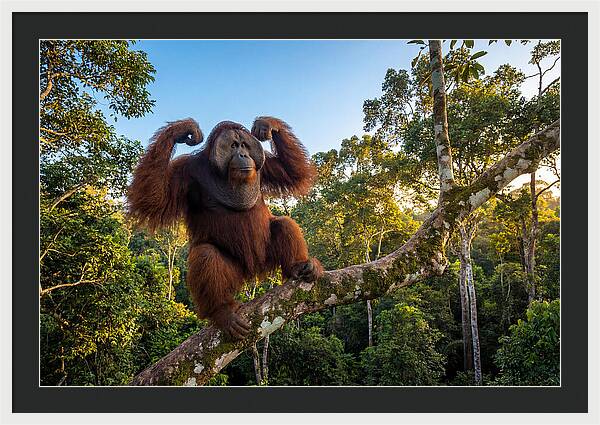 Alpha Male Orangutan In Nature