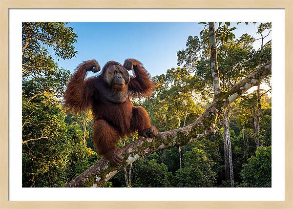 Alpha Male Orangutan In Nature