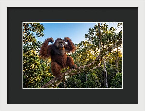 Alpha Male Orangutan In Nature