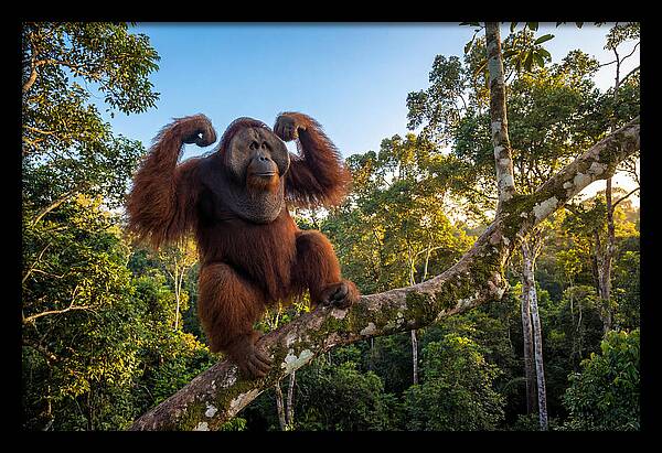 Alpha Male Orangutan In Nature