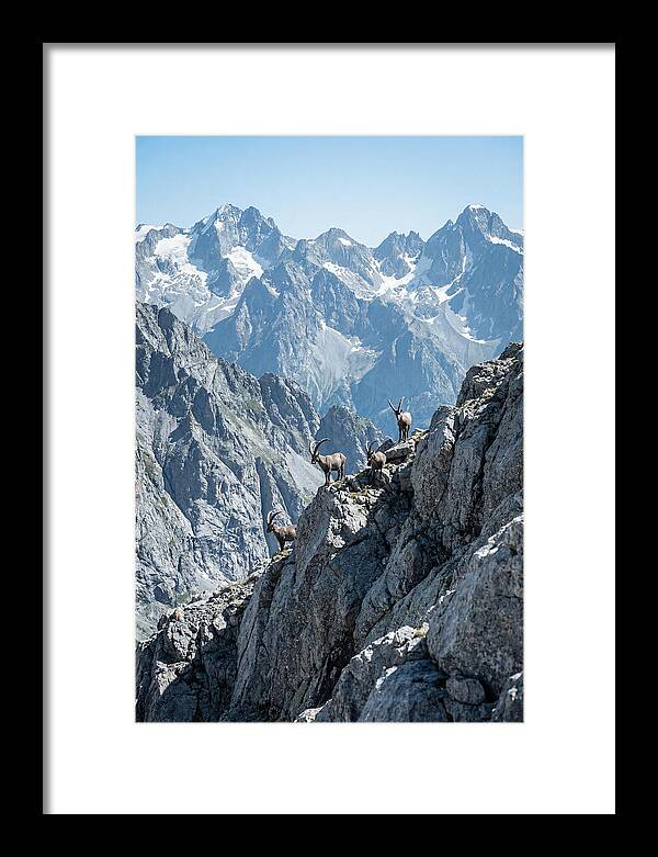 Alpine Ibex In Majestic Mountains