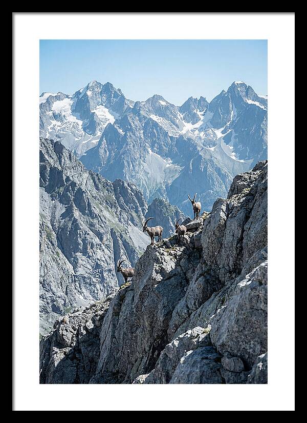Alpine Ibex In Majestic Mountains