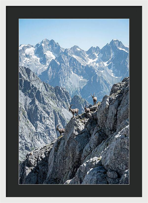 Alpine Ibex In Majestic Mountains