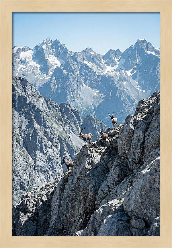 Alpine Ibex In Majestic Mountains