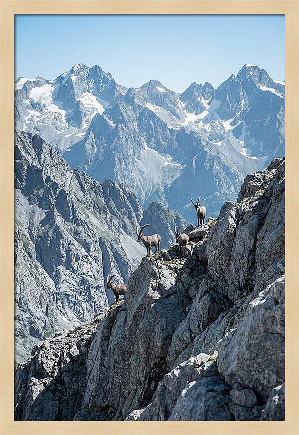 Alpine Ibex In Majestic Mountains
