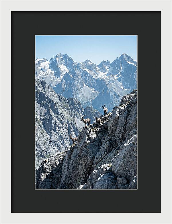 Alpine Ibex In Majestic Mountains
