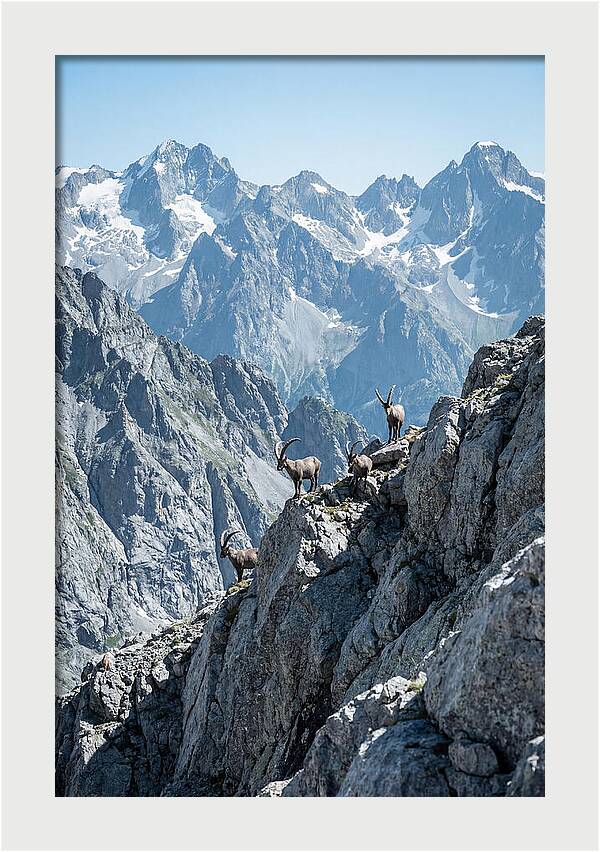 Alpine Ibex In Majestic Mountains