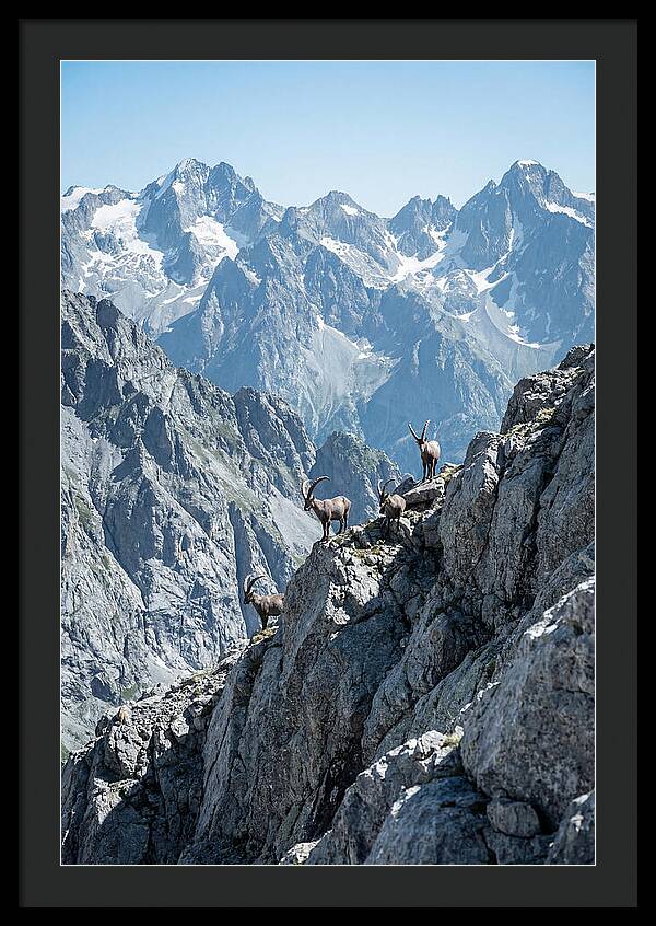 Alpine Ibex In Majestic Mountains