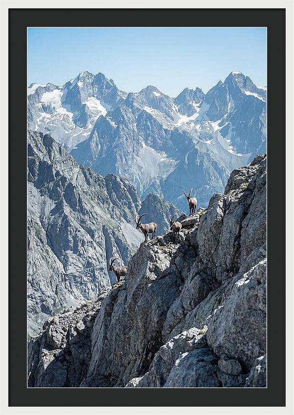 Alpine Ibex In Majestic Mountains