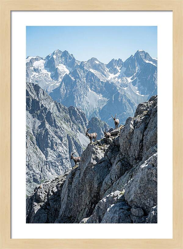 Alpine Ibex In Majestic Mountains