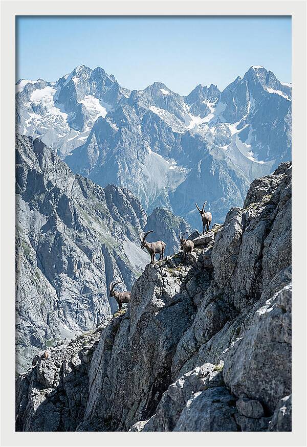 Alpine Ibex In Majestic Mountains
