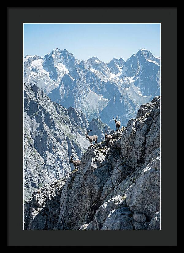 Alpine Ibex In Majestic Mountains