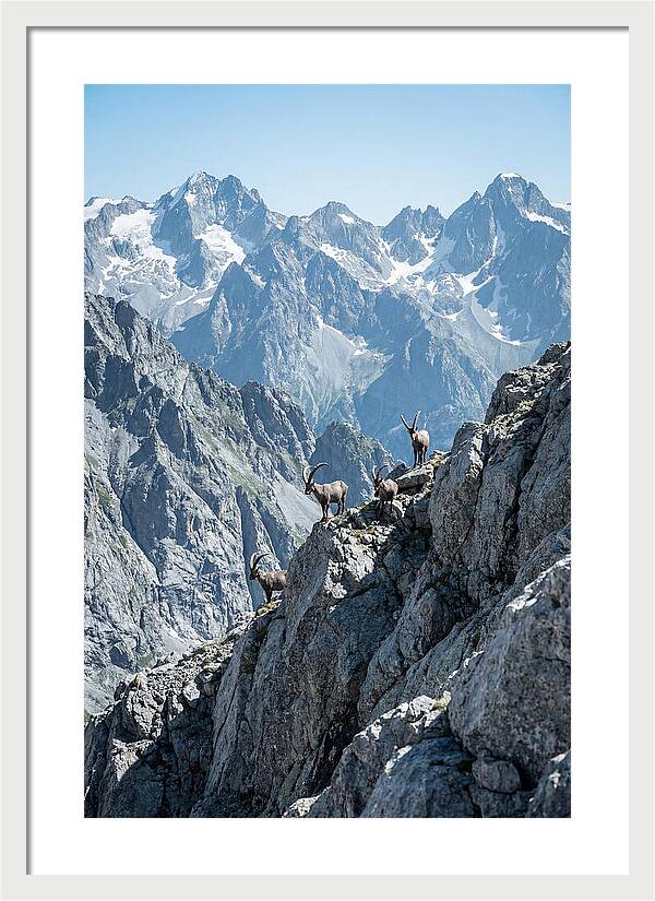 Alpine Ibex In Majestic Mountains