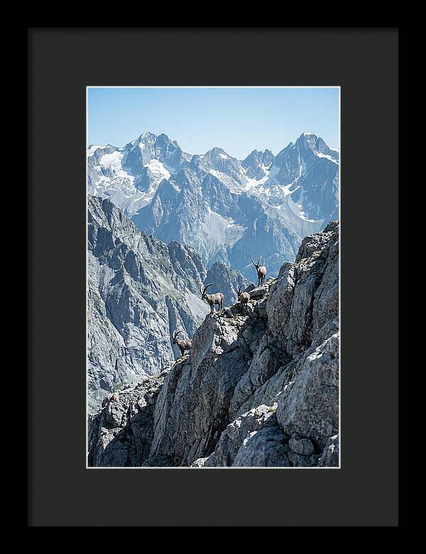 Alpine Ibex In Majestic Mountains