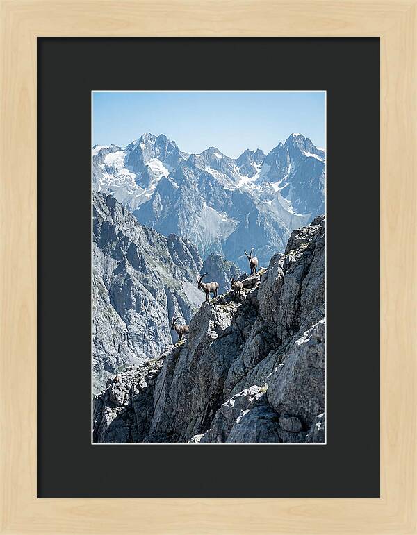 Alpine Ibex In Majestic Mountains