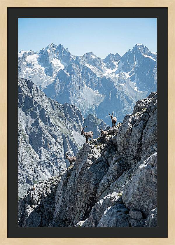 Alpine Ibex In Majestic Mountains