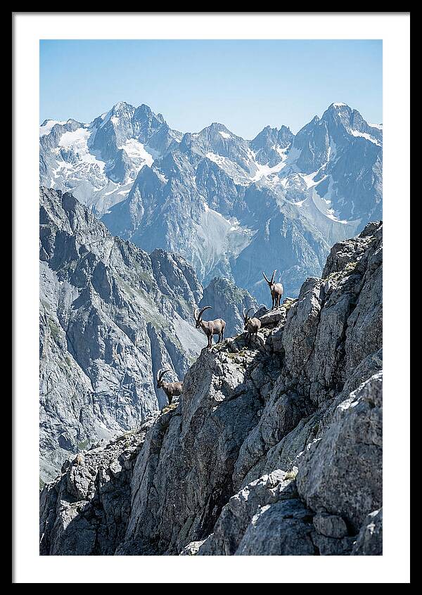Alpine Ibex In Majestic Mountains