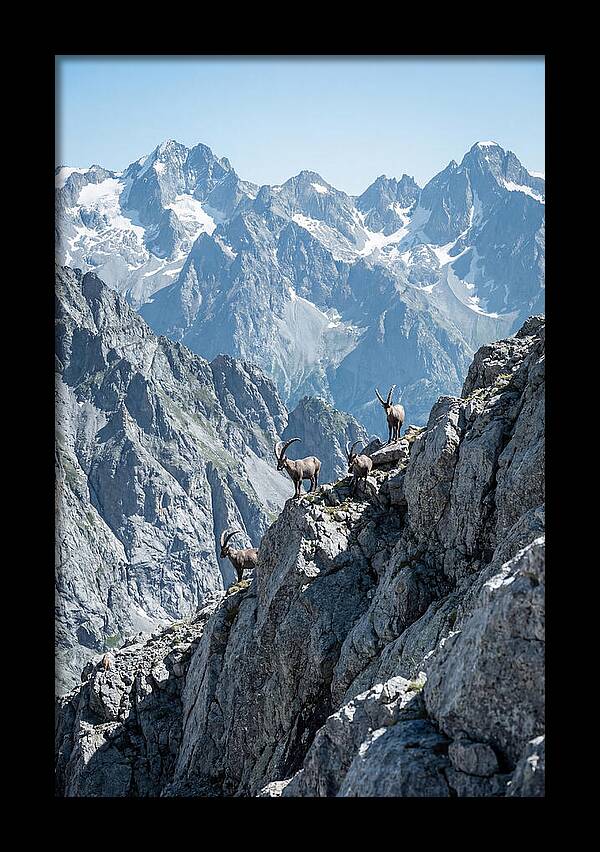 Alpine Ibex In Majestic Mountains