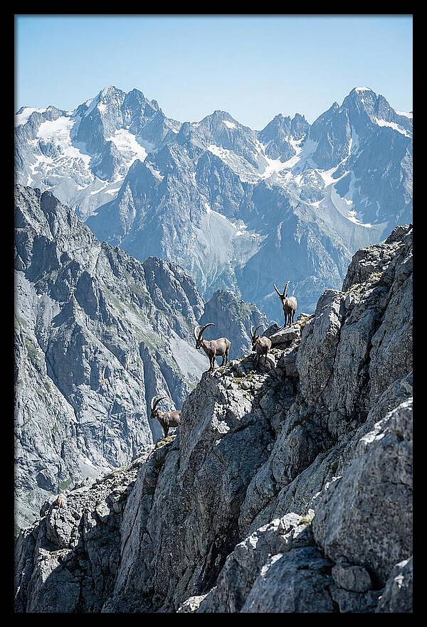 Alpine Ibex In Majestic Mountains